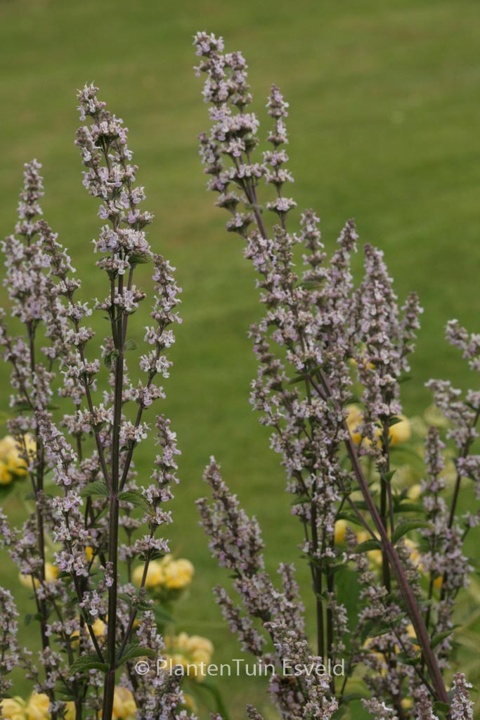 Nepeta nuda ‚Purple Cat‘