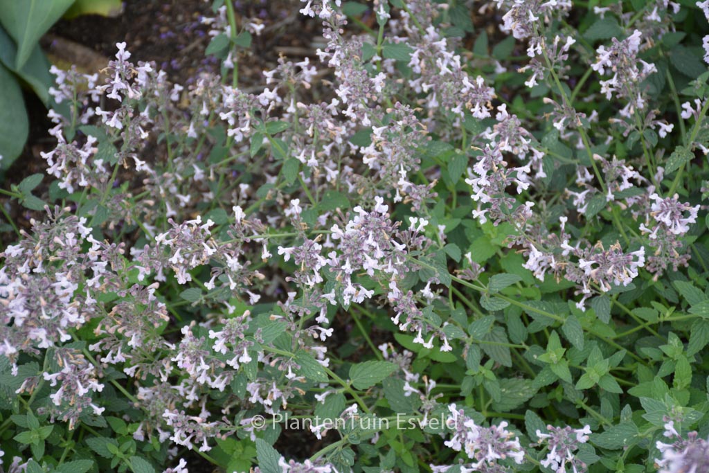 Nepeta racemosa ‚Amelia‘