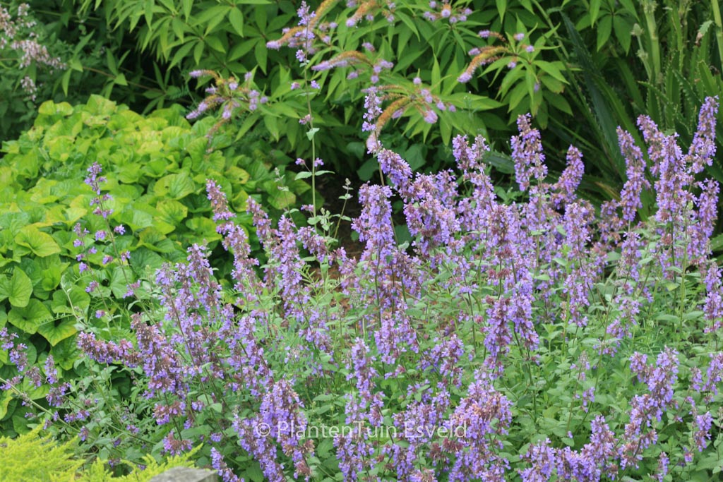 Nepeta racemosa ‚Grog‘