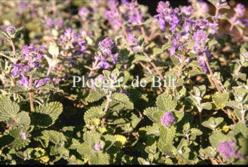 Nepeta racemosa ‚Little Tich‘