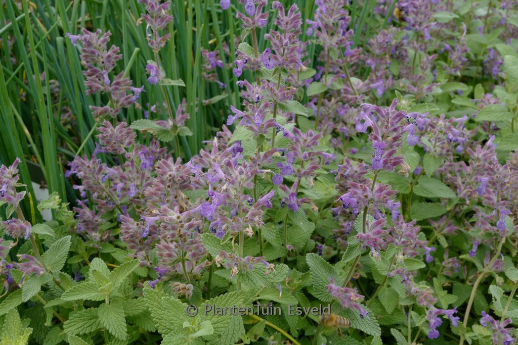 Nepeta racemosa ‚Superba‘