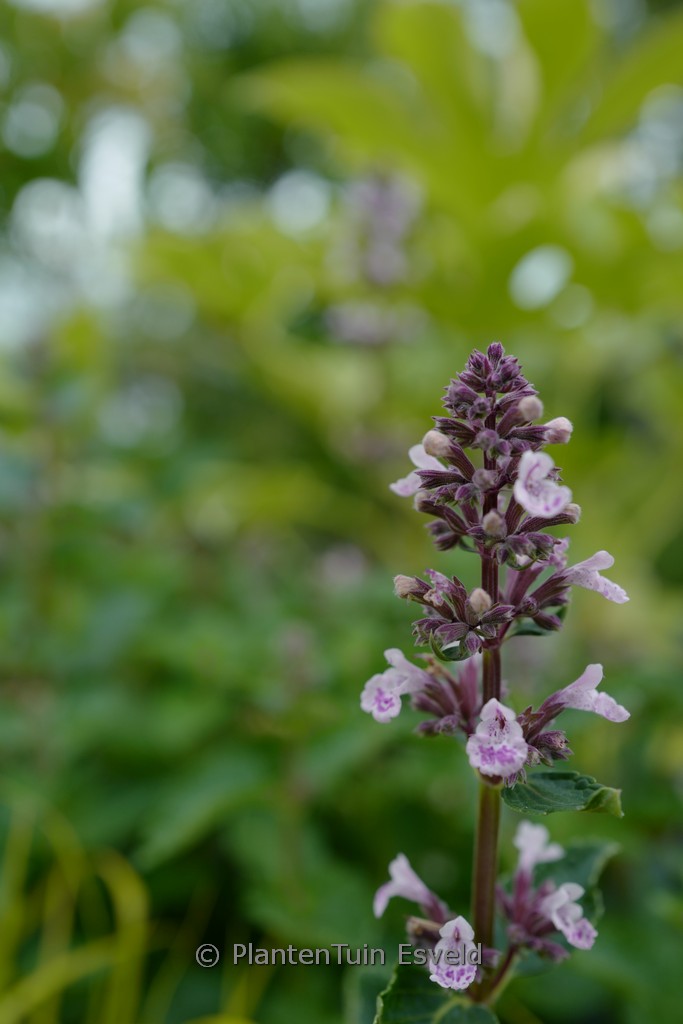 Nepeta sibirica ‚Donepserwior‘ (SERENE WILD ORCHID)