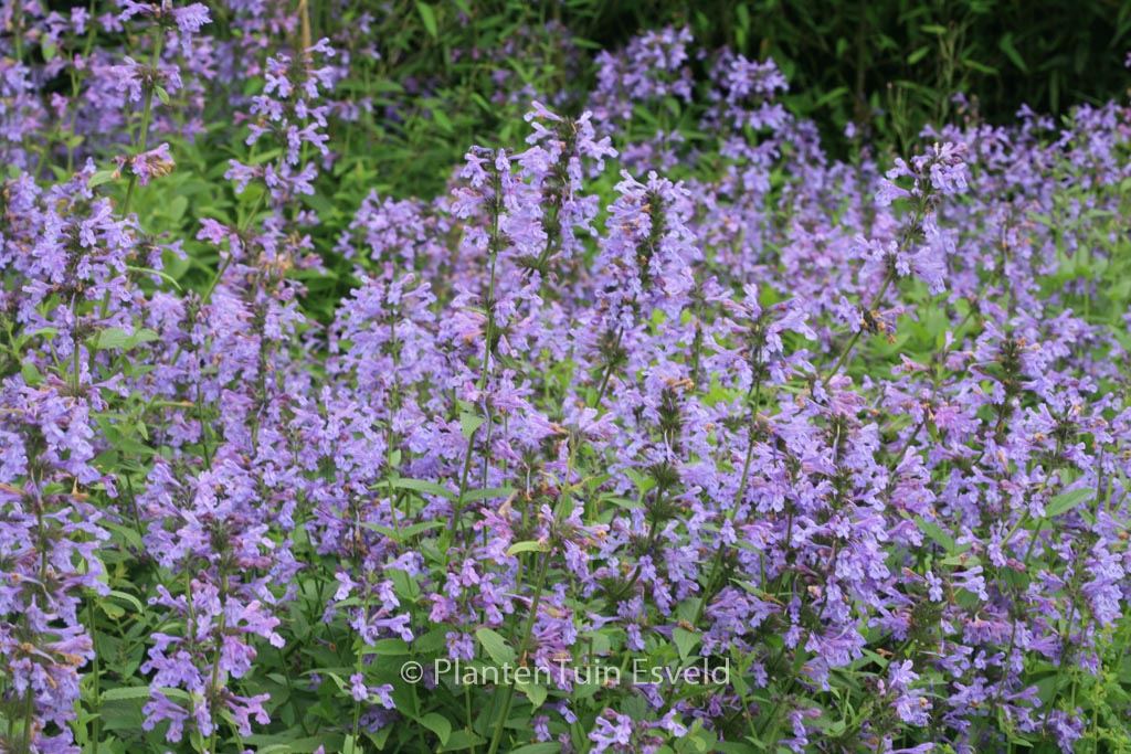 Nepeta sibirica ‚Souvenir d’Andre Chaudron‘