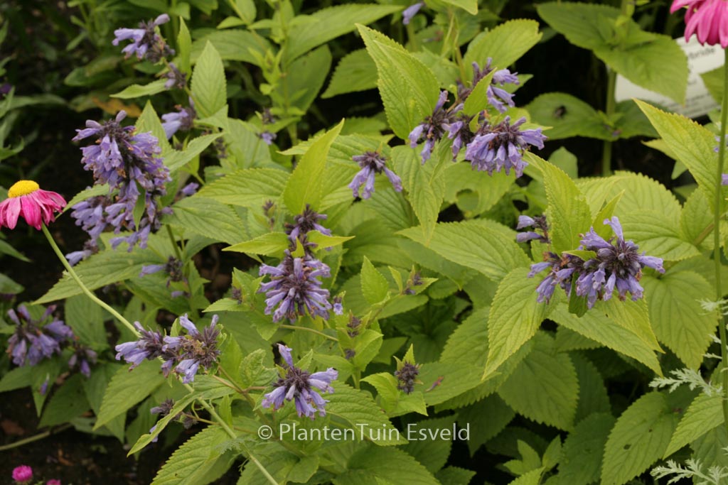 Nepeta subsessilis ‚Washfield‘