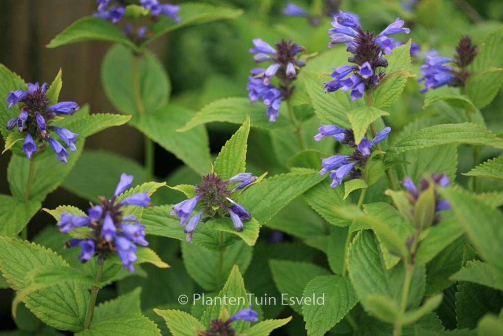 Nepeta subsessilis