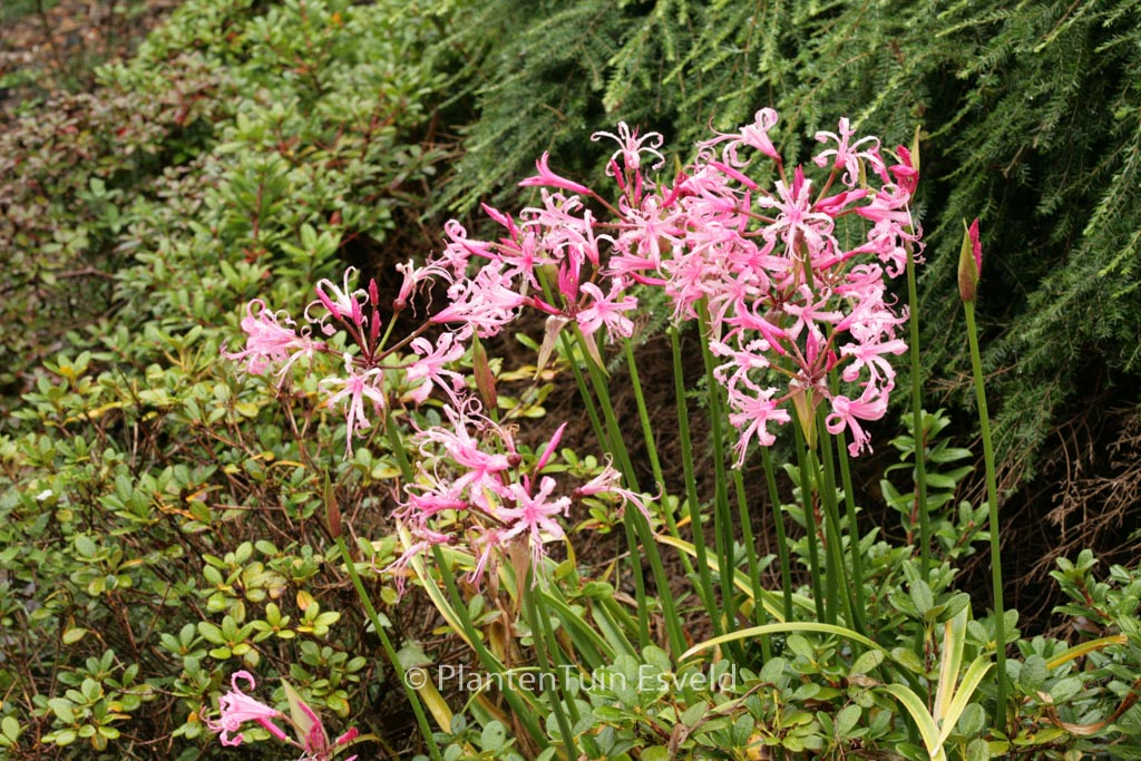 Nerine bowdenii