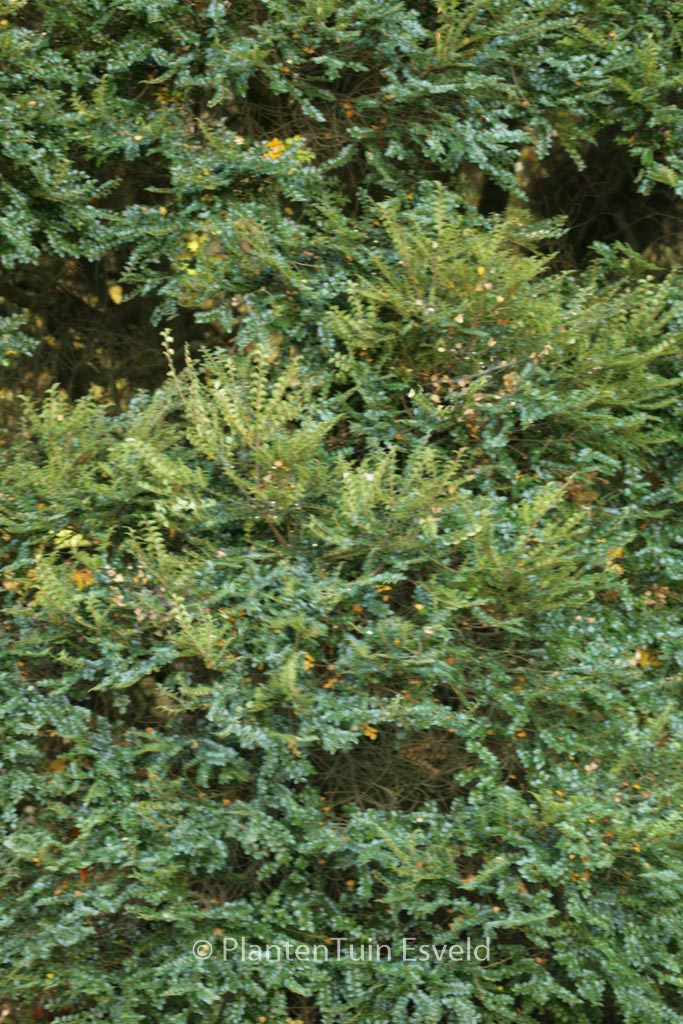Nothofagus cunninghamia