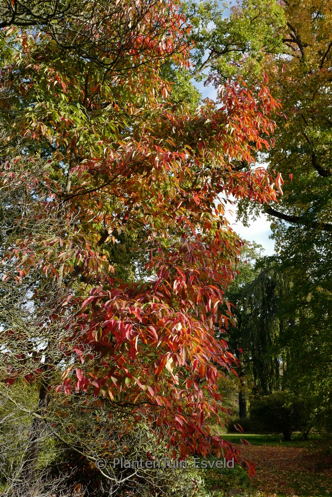 Nyssa sinensis