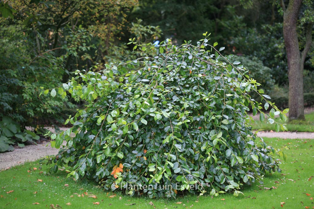Nyssa sylvatica ‚Autumn Cascades‘