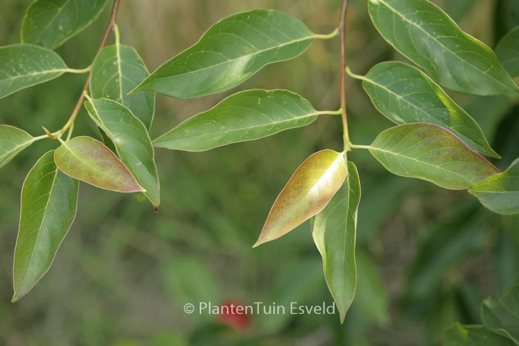 Nyssa sylvatica ‚Inferno‘