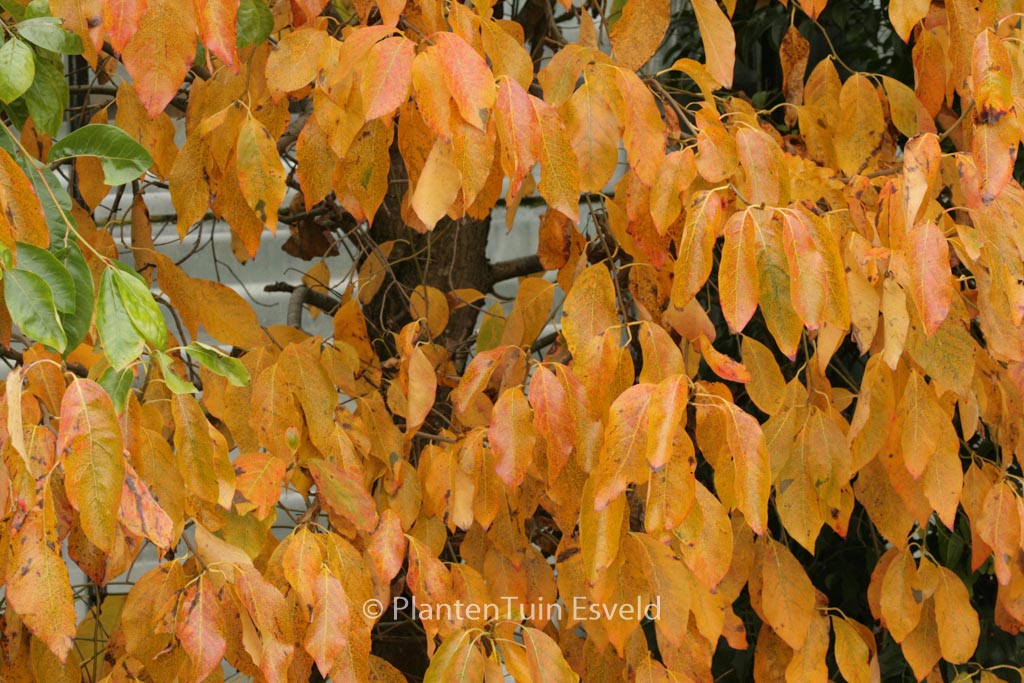 Nyssa sylvatica ‚Jermyn’s Flame‘