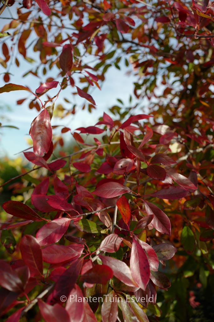 Nyssa sylvatica ‚Miss Scarlet‘