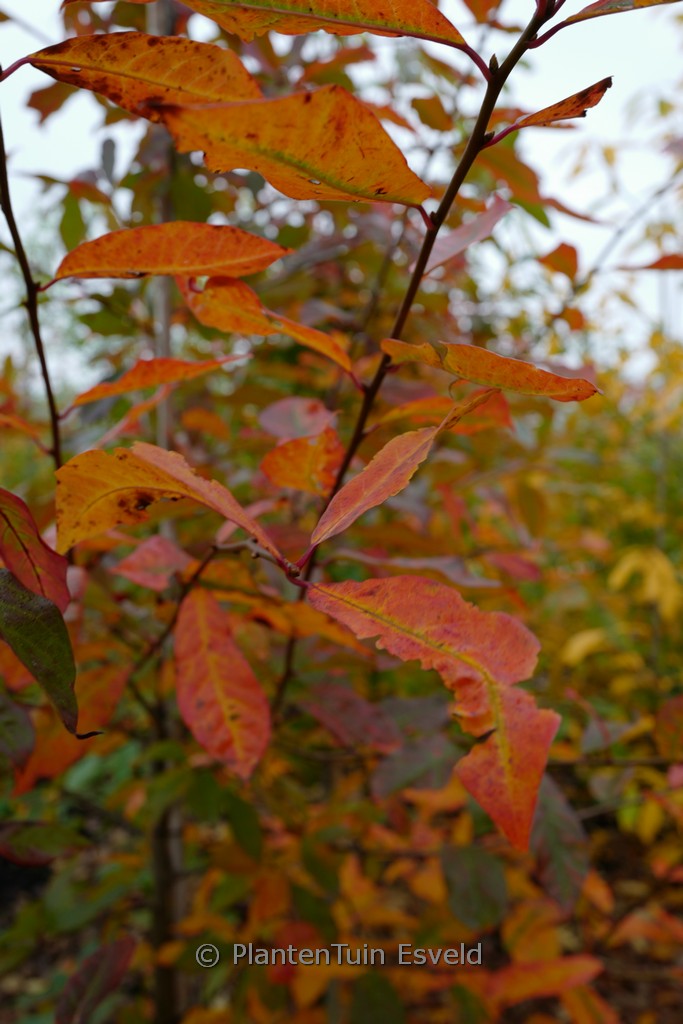 Nyssa sylvatica ‚Sheffield Park‘