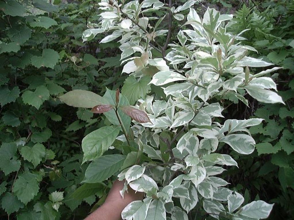 Nyssa sylvatica ‚Sheri’s Cloud‘