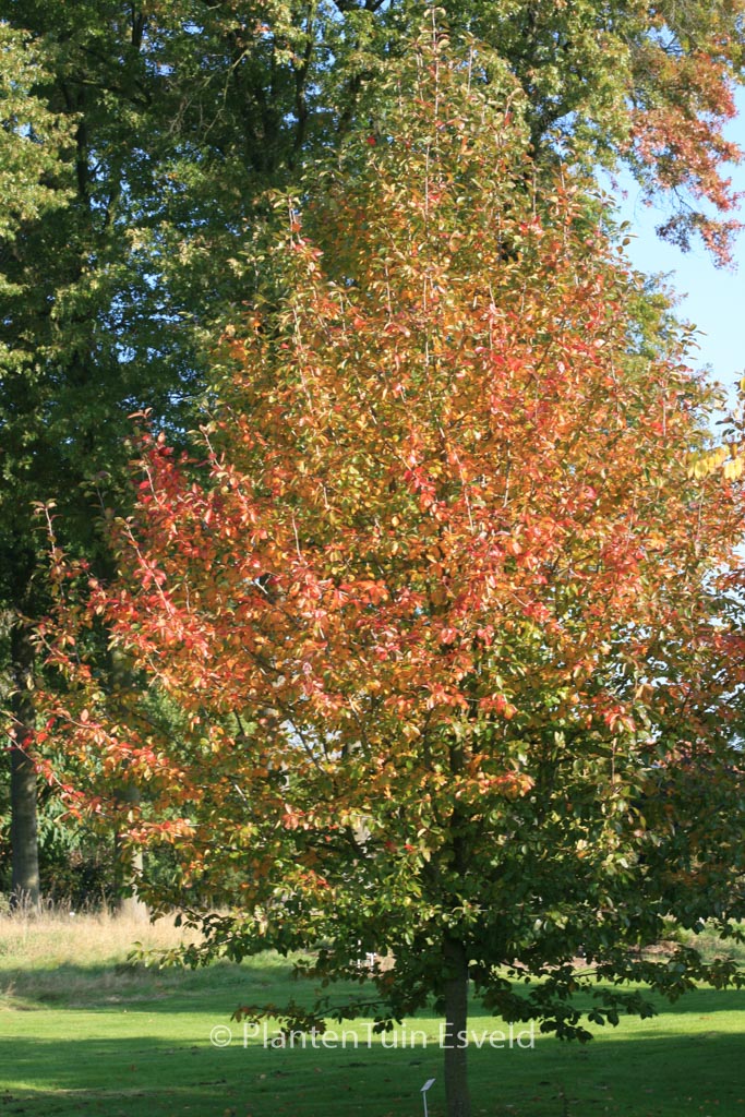 Nyssa sylvatica ‚Wisley Bonfire‘