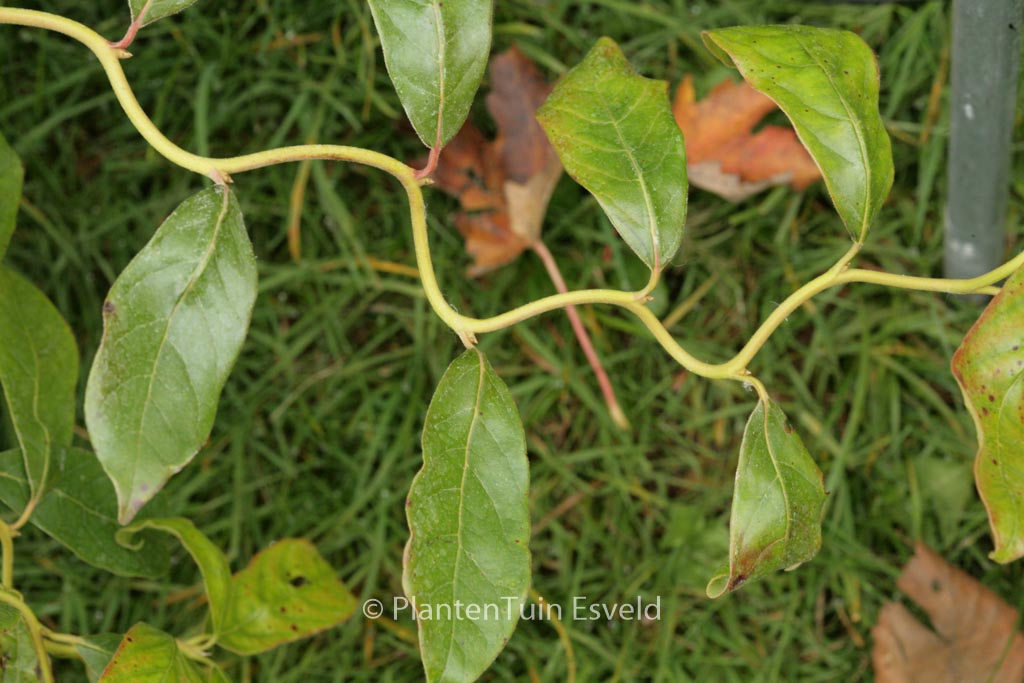 Nyssa sylvatica ‚Zydeco Twist‘