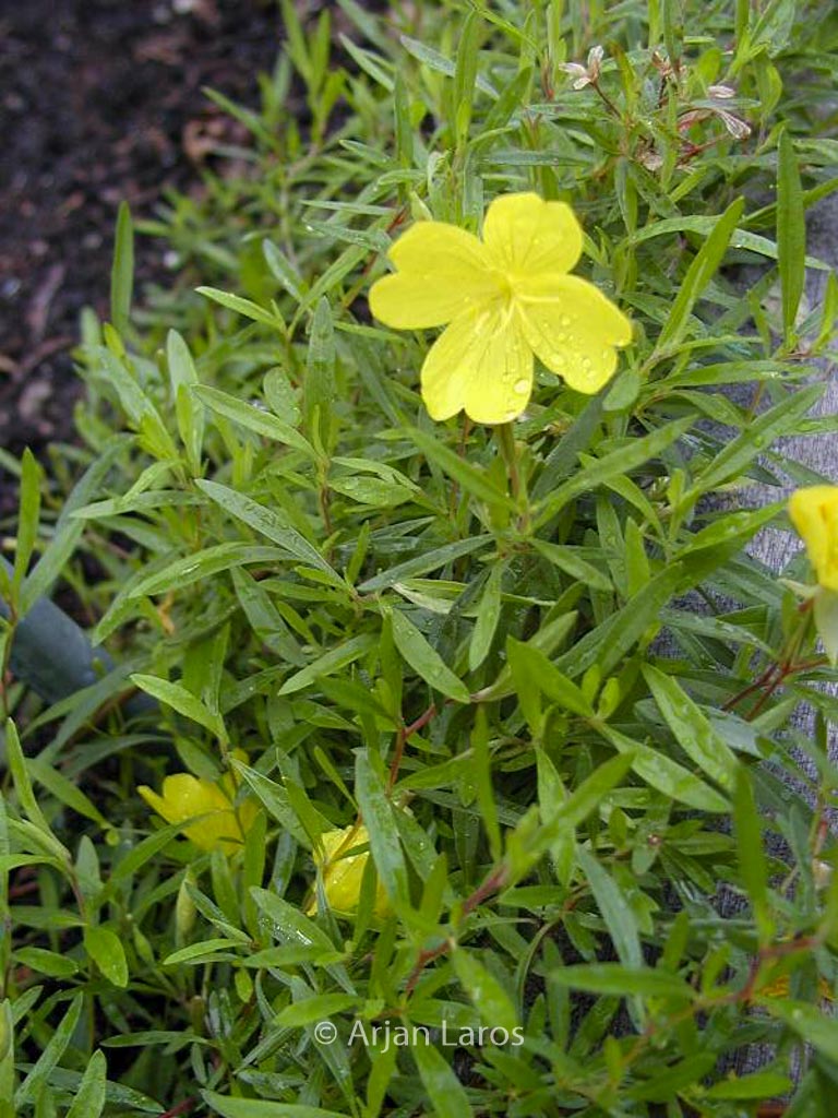 Oenothera ‚African Sun‘