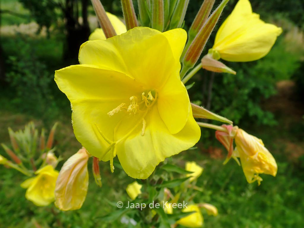 Oenothera biennis