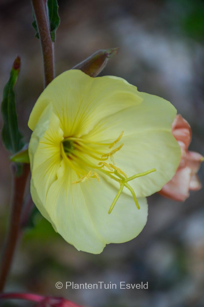 Oenothera odorata ‚Apricot Delight‘