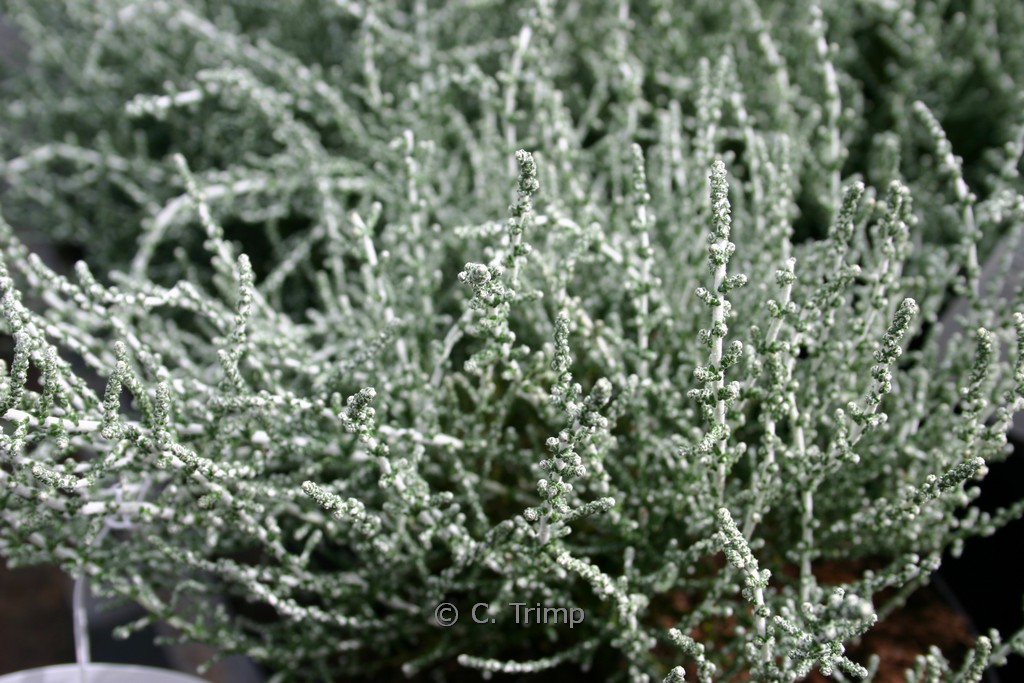 Olearia lepidophylla ‚Silver Knight‘