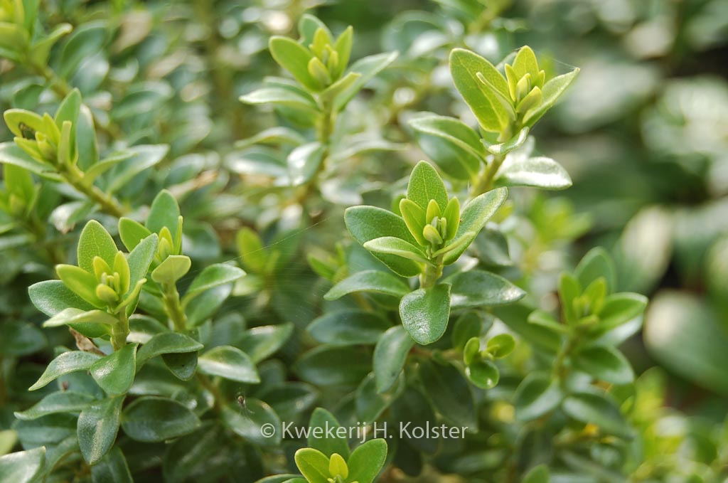 Olearia nummulariifolia ‚Rifnik‘