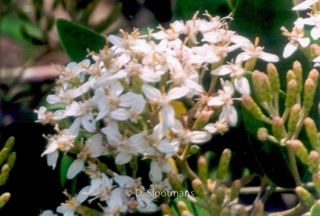 Olearia oleifolia ‚Waikariensis‘