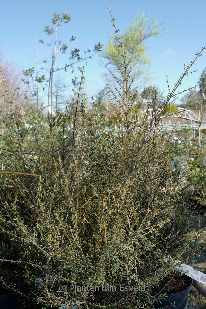Olearia solandri ‚Aurea‘