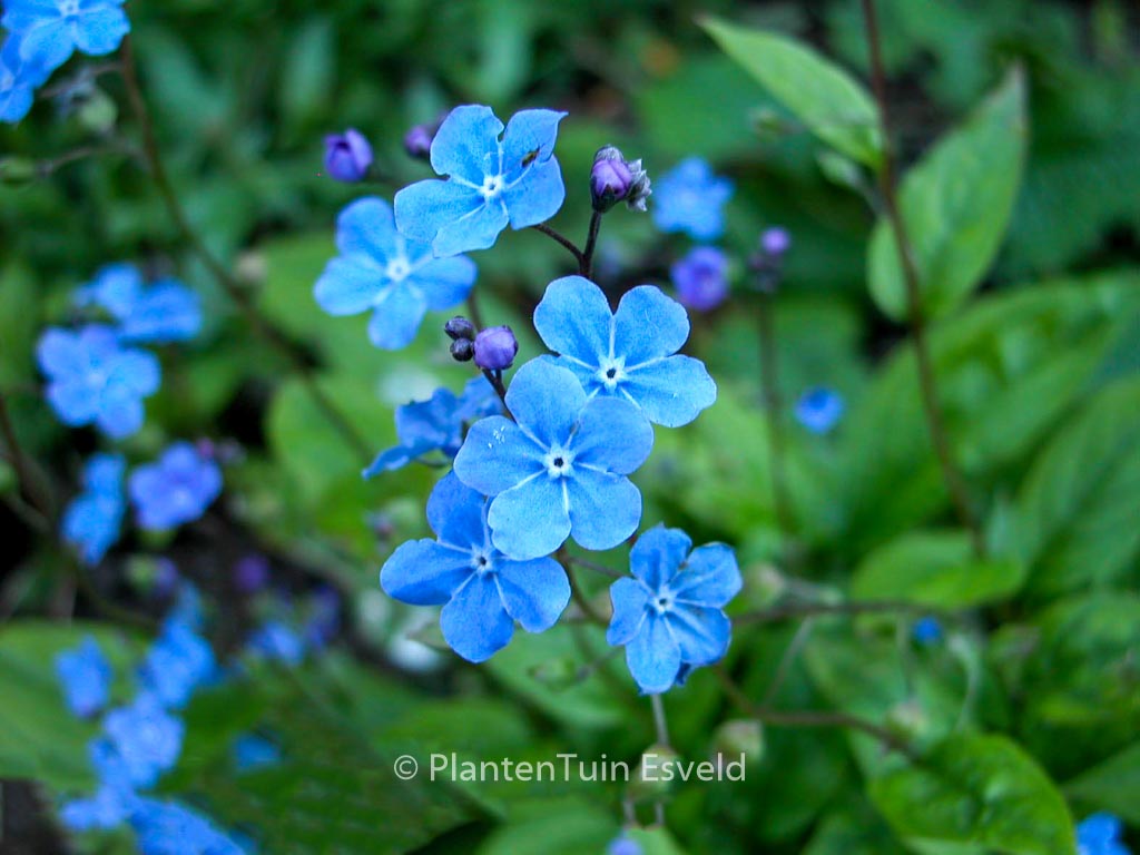 Omphalodes cappadocica ‚Cherry Ingram‘