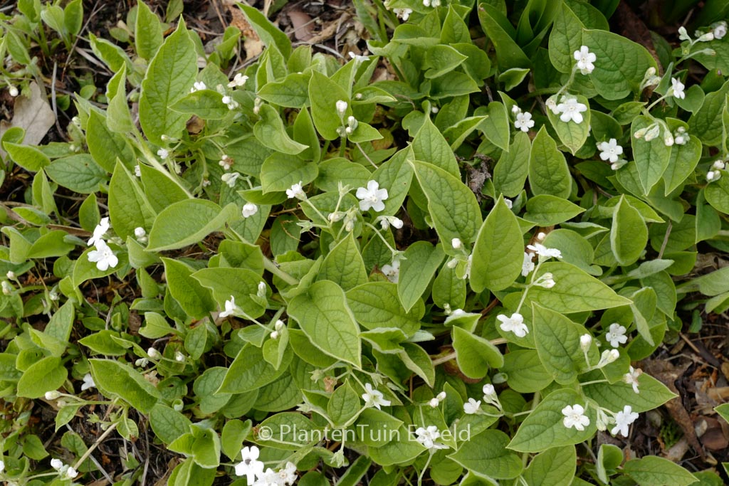 Omphalodes verna ‚Alba‘