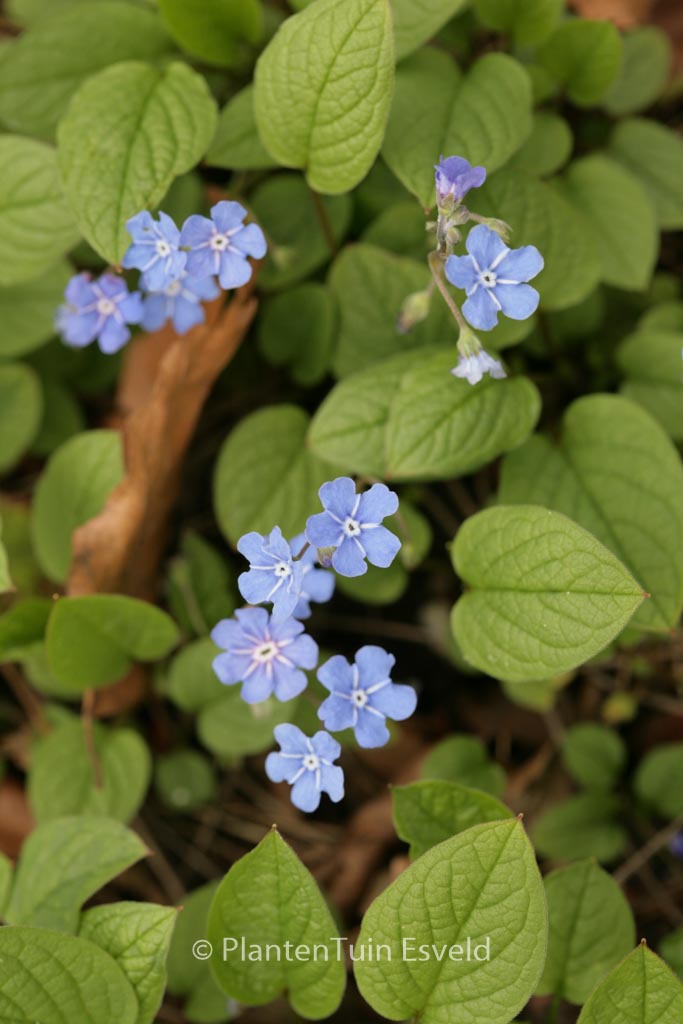 Omphalodes verna