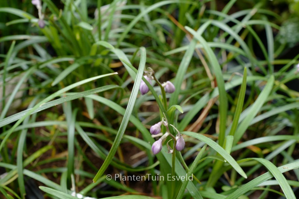 Ophiopogon bodinieri