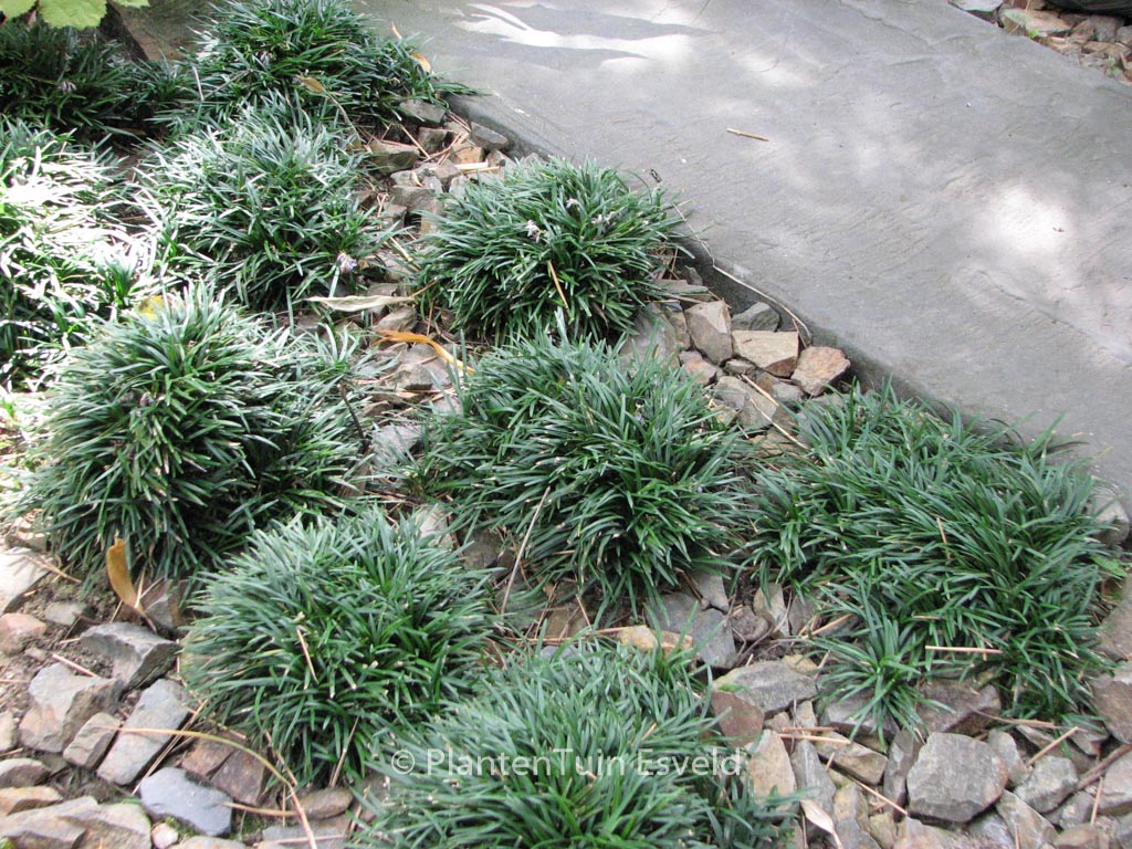 Ophiopogon japonicus ‚Minor‘