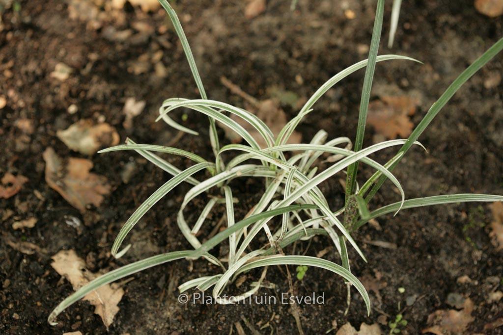 Ophiopogon japonicus ‚Silver Mist‘