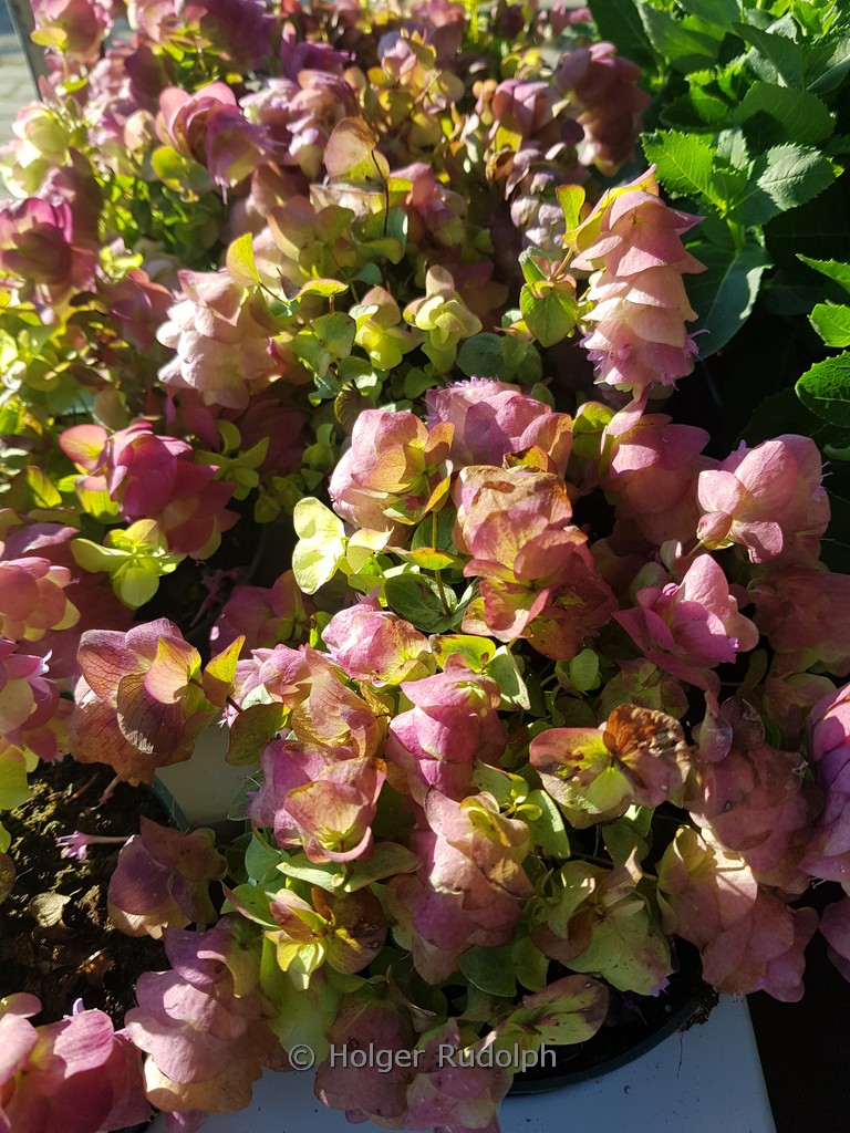Origanum ‚Bellissimo‘