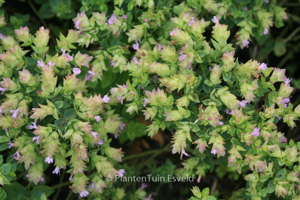Origanum ‚Dingle Fairy‘
