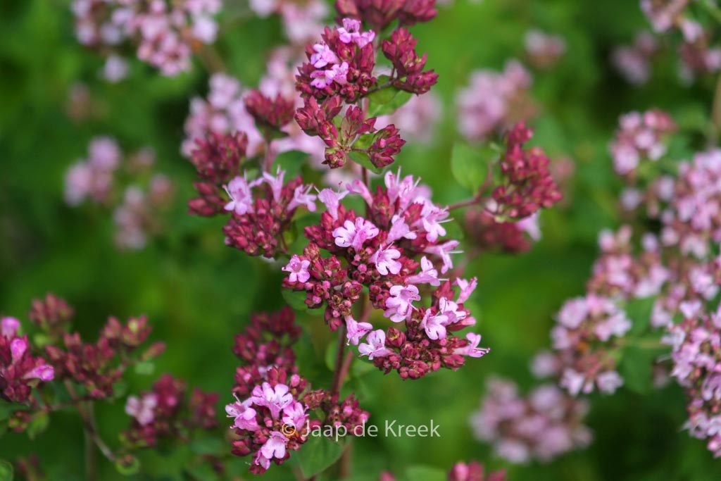 Origanum ‚Rosenkuppel‘