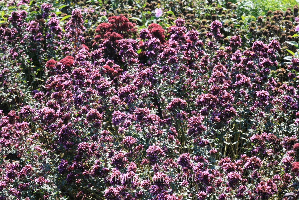 Origanum laevigatum ‚Herrenhausen‘