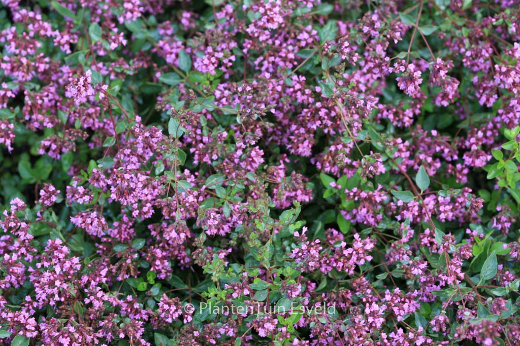 Origanum laevigatum ‚Hopleys‘