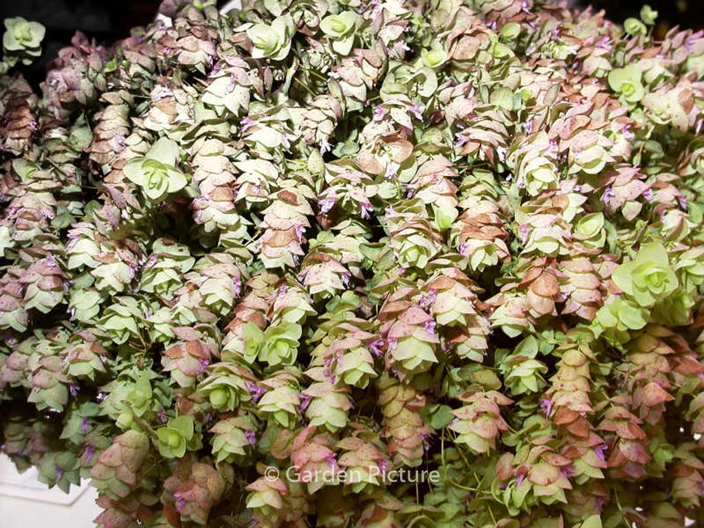 Origanum rotundifolium ‚Kent Beauty‘
