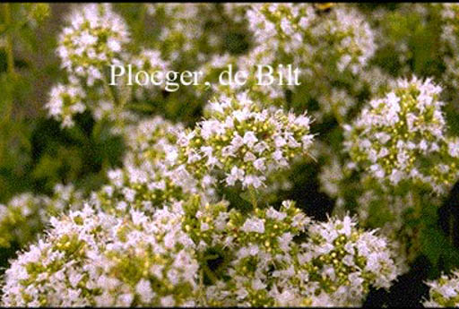 Origanum vulgare ‚Album‘