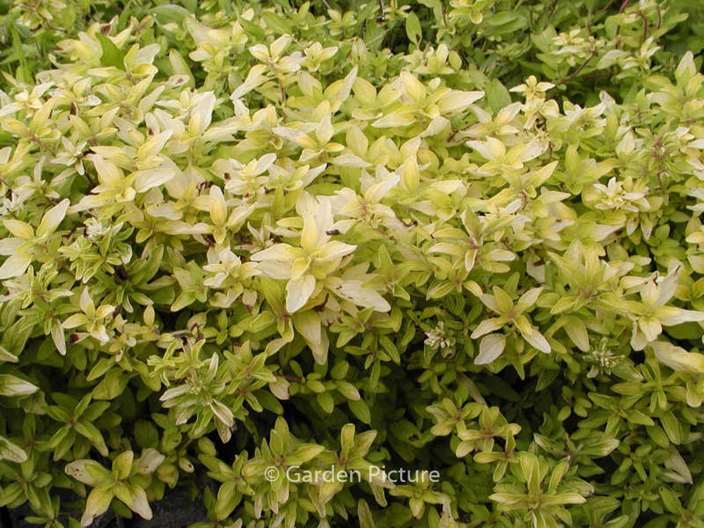 Origanum vulgare ‚Aureum‘