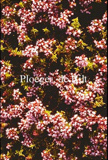 Origanum vulgare ‚Compactum‘