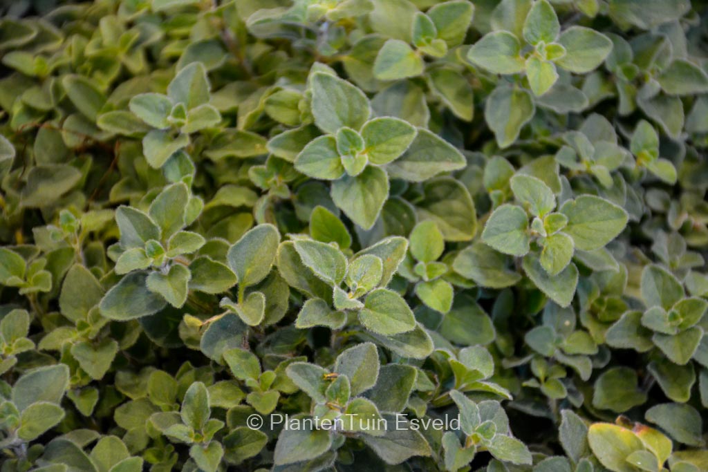 Origanum vulgare ‚Hot Spicy‘