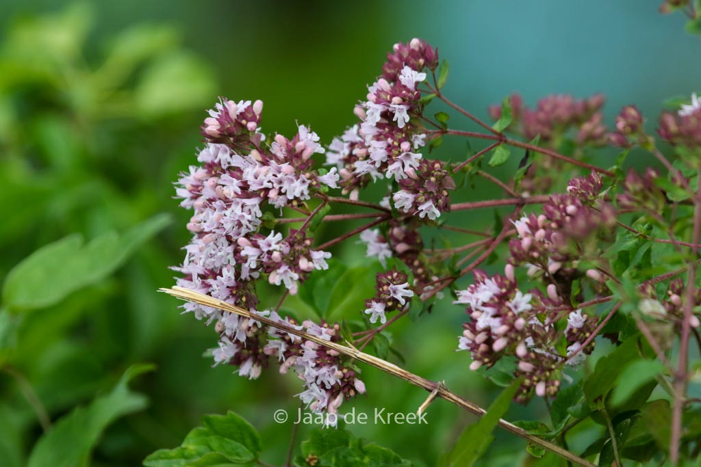 Origanum vulgare