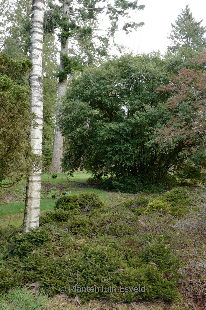 Osmanthus burkwoodii