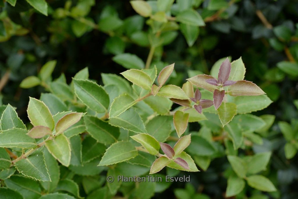 Osmanthus delavayi ‚Frank Knight‘