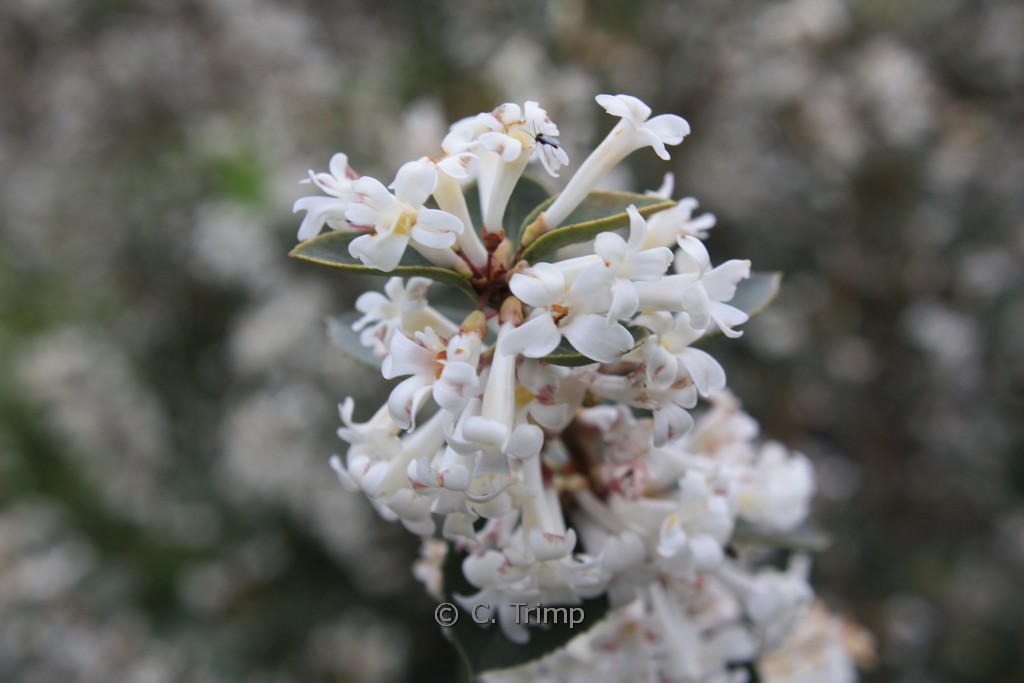 Osmanthus delavayi ‚Latifolius‘