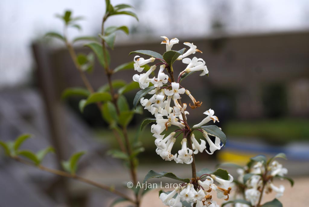 Osmanthus delavayi x suavis