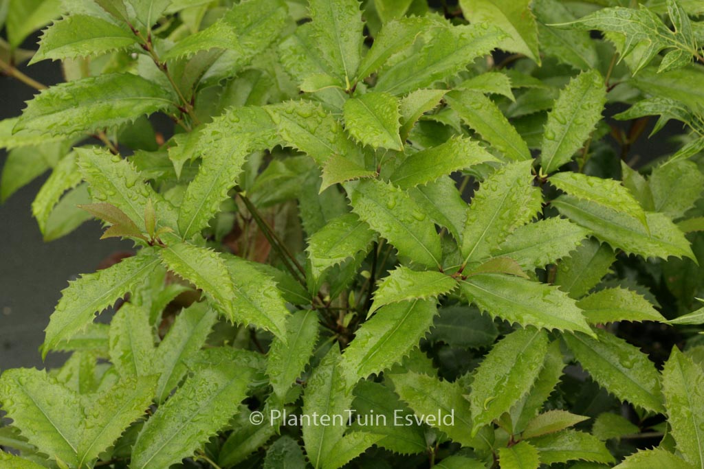 Osmanthus fortunei ‚San Jose‘