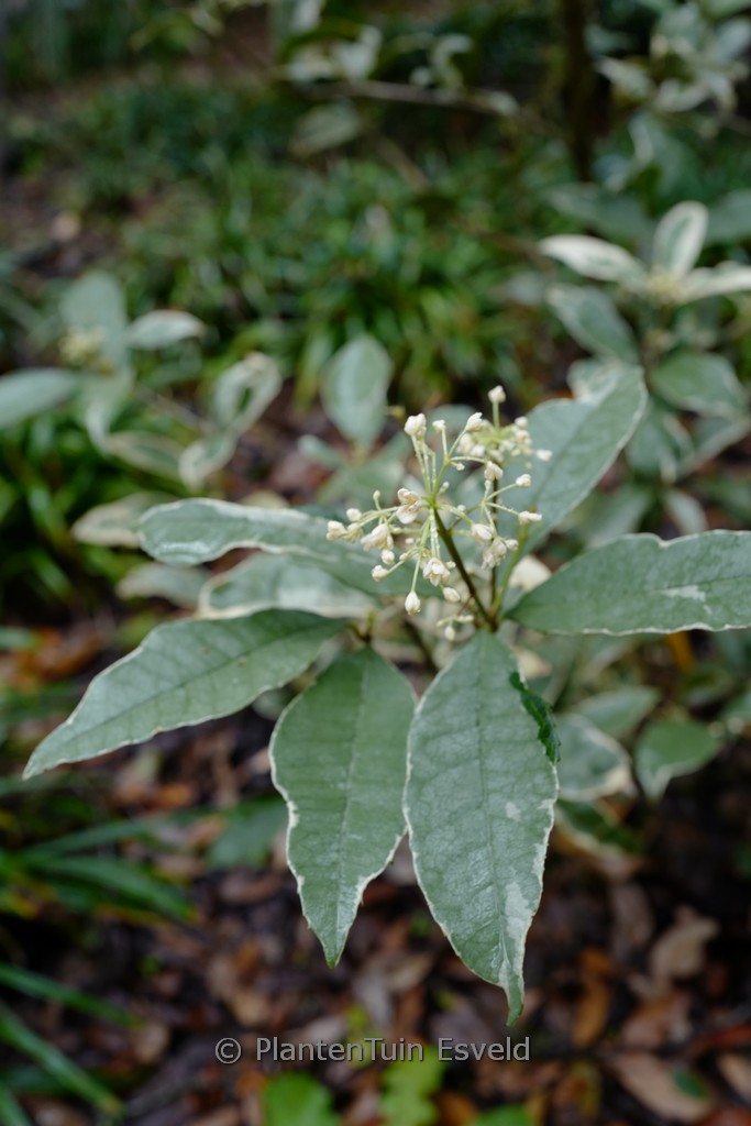 Osmanthus fragrans ‚Yinbi Shanghui‘